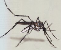 Aedes spp.