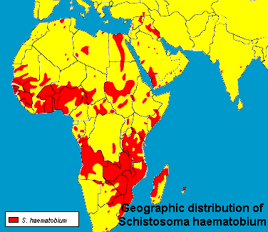Geographic distribution of Schistosoma haematobium