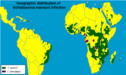 Geographic distribution of Schistosoma Mansoni infection
